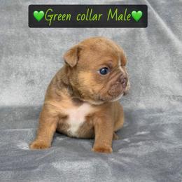 Green collar - Fawn male Bulldog puppy in Seattle, Washington from Authentic Bullys
