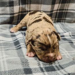 Emmory - Red merle female Australian Shepherd puppy in Marengo, Indiana from J&J Kennel