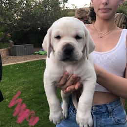 Labrador Retriever Puppies from AKC Arcadia Labs