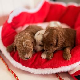 Betty Lou Who - Red female Cavapoo puppy in Utah County, Utah from Cascade Springs Doodles