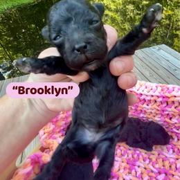 Brooklyn - Black & white female Maltipoo puppy in Coal City, Indiana from Angel Blue Dogs