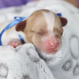 Cavapoo and Saint Bernard Puppies from Horseshoe Drive Kennel