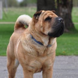 Chinese Shar-Pei from Nordic Star