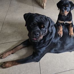 Peaches - Rottweiler