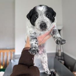 Goose (Red Collar) - Blue male Australian Cattle Dog puppy in Ammon, Idaho from Piney River Cattle Dogs