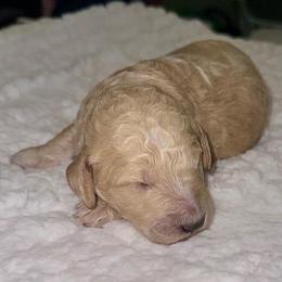 George - Apricot male Goldendoodle puppy in Pasadena, Texas from Toledo Creek Doodles