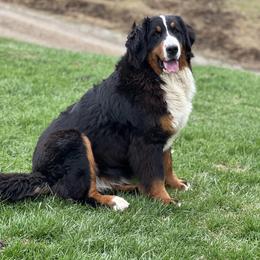 Gerdie - Bernese Mountain Dog