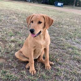 Labrador Retriever Puppies from J and D Retrievers