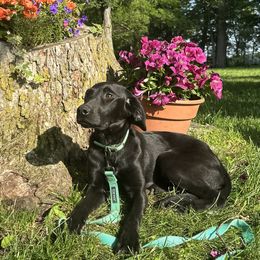 Beth - Black female Labrador Retriever puppy in Alger, Ohio from Osborne Family Retrievers