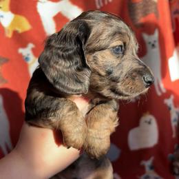 Grouse - Dapple male Dachshund puppy in Mc Alester, Oklahoma from A Anchor Farm