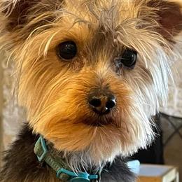 Yorkshire Terriers from West Texas Moonshine Yorkies