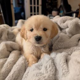 Blue - Light golden male Golden Retriever puppy in Madison, Ohio from Heckmans English Cream Golden Retrievers
