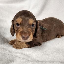 Cadbury (blue collar) - Chocolate and tan male Dachshund puppy in Anaconda, Montana from Williams Family Dachshunds