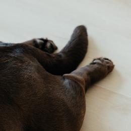 Labrador Retrievers from Ridgemere Retrievers