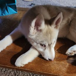 Siberian Husky Puppies from Spirit of the Moon Siberians