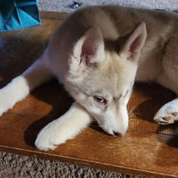 Siberian Husky Puppies from Spirit of the Moon Siberians