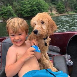 Goldendoodles from Diamond-Doodles