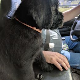 Giant Schnauzer Puppies from Riesenschnauzers von Reh Bach