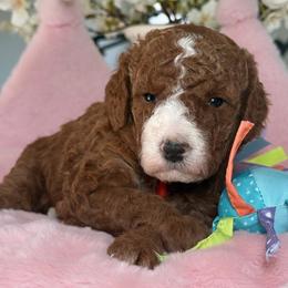Frosty - Red  female Goldendoodle puppy in Yuciapa, California from AlltheDoodlez_