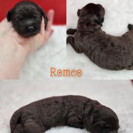 Romeo - Blue merle male Bernedoodle puppy in Summerville, South Carolina from Channys Doodles