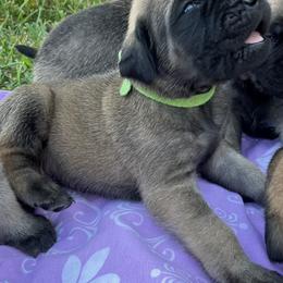Mastiff Puppies from Treasure Coast Mastiffs