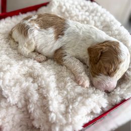 Groopert - Parti male Goldendoodle puppy in Warsaw, Ohio from Lovabledoodles