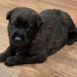 Cupid (green) - Black brindle male Dutch Shepherd puppy in Signal Mountain, Tennessee from Torgun Police Dogs