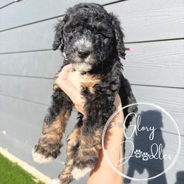 Light Pink - Tri-color female Bernedoodle puppy in Rockwall, Texas from Glory Doodles