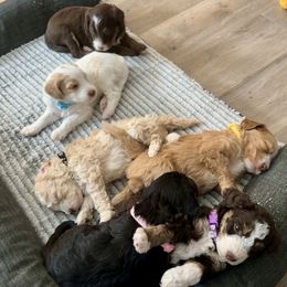 Bernedoodles from Oodles of Bernedoodles