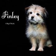 Finley - Brown male Mi-Ki puppy in Elizabeth, Colorado from Royal T Mi-Kis