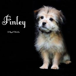Finley - Brown male Mi-Ki puppy in Elizabeth, Colorado from Royal T Mi-Kis
