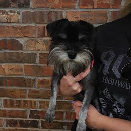 Miniature Schnauzers from Red Dirt Kennels