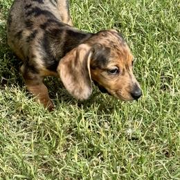 Dachshund Puppies from Story Dachshunds