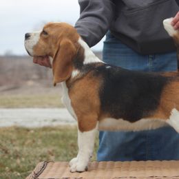Emory - Beagle