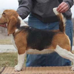 Emory - Beagle