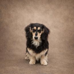 Betsy - Dachshund