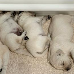 Puppies - Light golden female Golden Retriever puppy in Petaluma, California from Wine Country Goldens