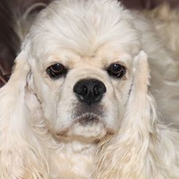 Silvia - Cocker Spaniel