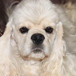 Silvia - Cocker Spaniel