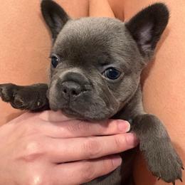 Violet - Blue female French Bulldog puppy in New Braunfels, Texas from Grand Star Bulldogs