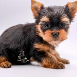Yorkshire Terrier Puppies from Essence of Grace Yorkies