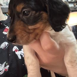 Dustin Henderson - Piebald male Dachshund puppy in Jacksonville, North Carolina from Lizzie’s Doxies