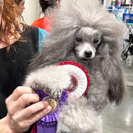 Crowley - Poodle