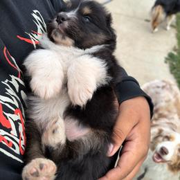 Linus - Black tri-color male Australian Shepherd puppy in Fresno, California from Luna Lane Aussies