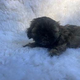 Girl 1 - Brindle female Shih Tzu puppy in Tenino, Washington from Fantasy Realm Shih Tzus
