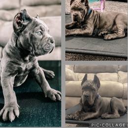 Cane Corso and Yorkshire Terrier Puppies from Exotic Yorkie Imports & Cessna Cane Corso