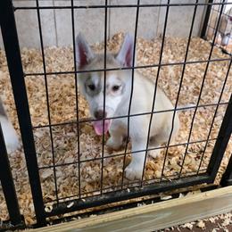 Available Puppy - Red and white male Siberian Husky puppy in Carnesville, Georgia from Southern Magnolia Siberians