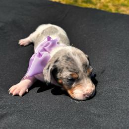 Blue and tan piebald dapple female - Dapple female Dachshund puppy in Indian Trail, North Carolina from Hilda’s Teenie Weenies