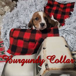 BURGUNDY BOY - Mahogany and white male Basset Hound puppy in Snow Camp, North Carolina from V's Southern Angels