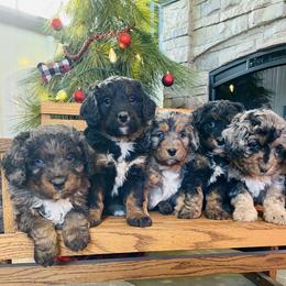Bernedoodle and Pyredoodle Puppies from FDF Pyredoodles & Bernedoodles